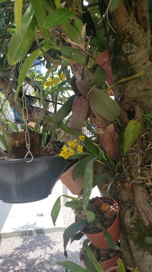 ピニェイラ Casa Da Alaideヴィラ エクステリア 写真